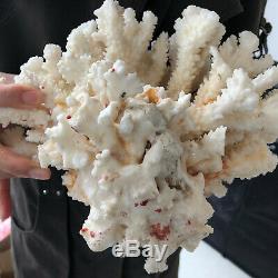 Blanc Naturel Cristal De Quartz De Cluster Coral Reef Spécimen Healing4.4lb A86