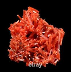 Bright Red-orange Crocoite Crystal Cluster De La Mine Adelaide, Australie