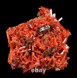 Bright Red-orange Crocoite Crystal Cluster De La Mine Adelaide, Australie