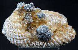 Calcite Fossil Clam Dogtooth Crystal Cluster Mineral Specimen Florida