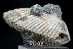 Calcite Fossil Clam Dogtooth Crystal Cluster Mineral Specimen Florida