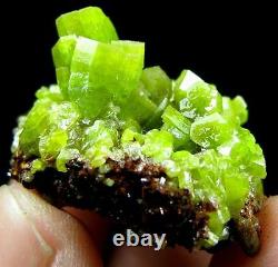 Pyromorphite Verte Cristal Cluster Specimen-dz070