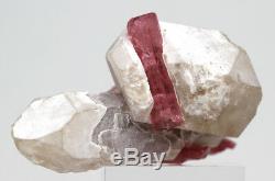 Rubellite De Tourmaline Rose Dans Un Spécimen Minéral De Grappes De Cristal De Quartz Russie
