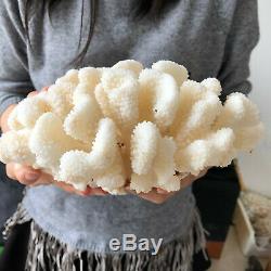 Spécimen Blanc Naturel Cristal De Quartz De Cluster Coral Reef Guérison 4.44lb A567