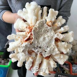 Spécimen Blanc Naturel Cristal De Quartz De Cluster Coral Reef Guérison 4.44lb A567