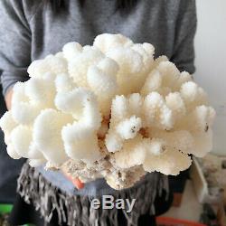 Spécimen Blanc Naturel Cristal De Quartz De Cluster Coral Reef Guérison 5.47lb A566